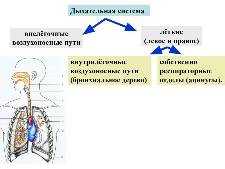 Дыхательная система внелёгочные воздухоносные пути лёгкие (левое и правое) внутрилёгочные воздухоносные пути