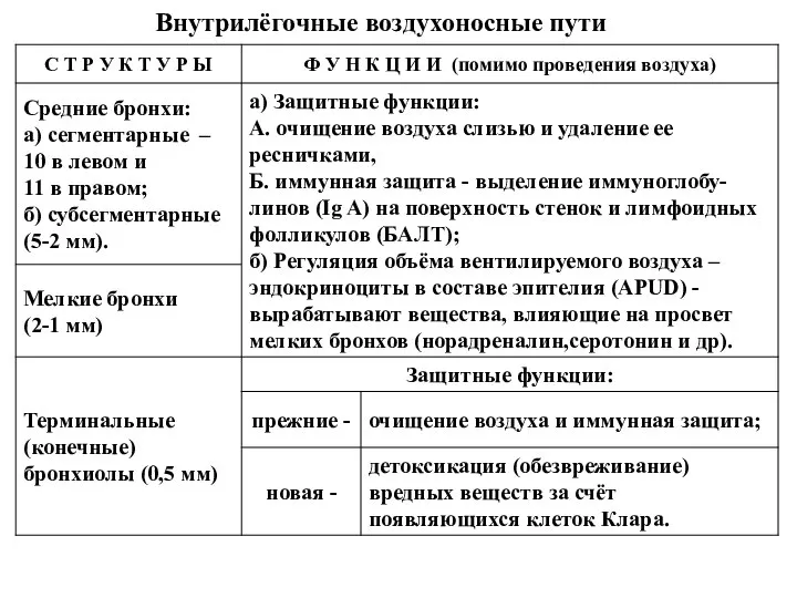 Внутрилёгочные воздухоносные пути