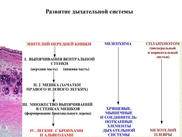 Развитие дыхательной системы