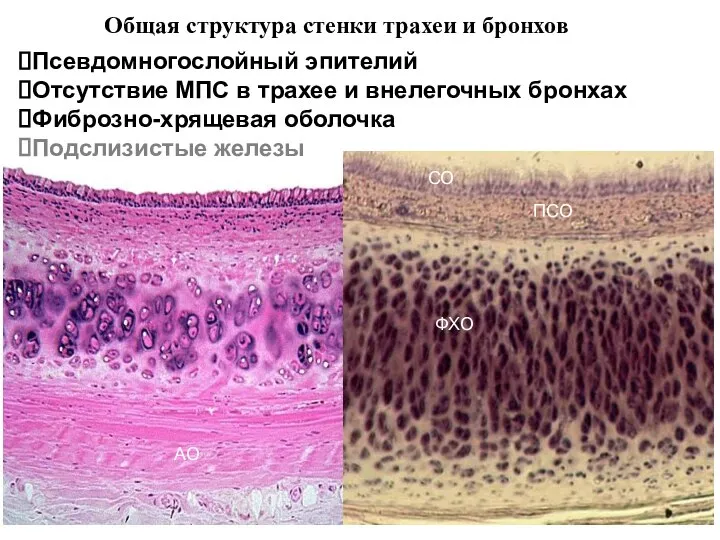 СО ПСО ФХО АО Общая структура стенки трахеи и бронхов Псевдомногослойный эпителий