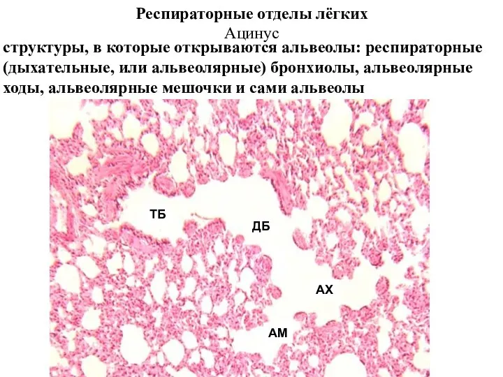 Респираторные отделы лёгких Ацинус структуры, в которые открываются альвеолы: респираторные (дыхательные, или