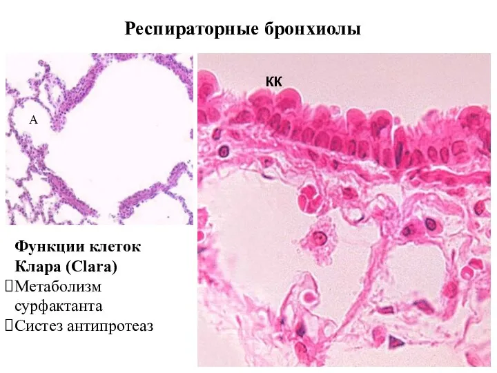 Респираторные бронхиолы КК А Функции клеток Клара (Clara) Метаболизм сурфактанта Систез антипротеаз