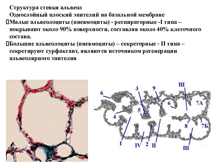 Структура стенки альвеол Однослойный плоский эпителий на базальной мембране Малые альвеолоциты (пневмоциты)
