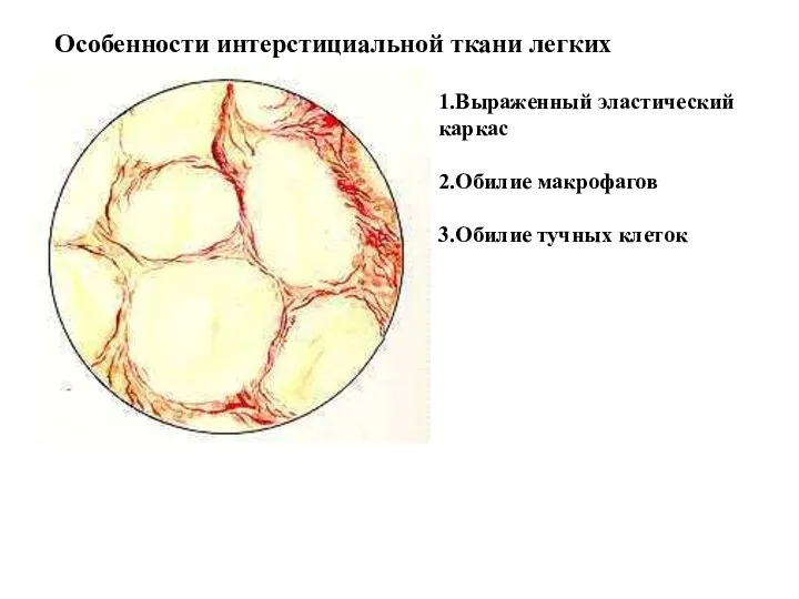 Особенности интерстициальной ткани легких 1.Выраженный эластический каркас 2.Обилие макрофагов 3.Обилие тучных клеток