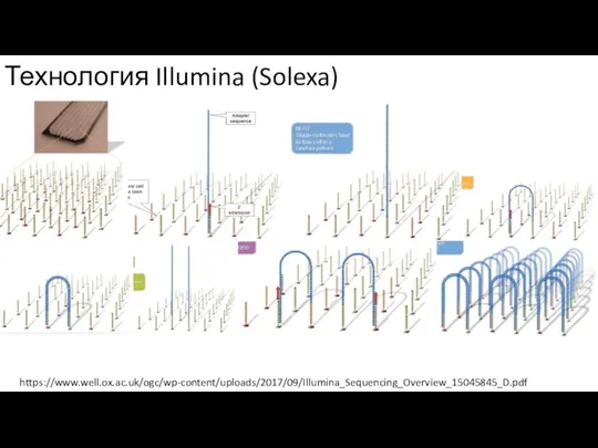 Технология Illumina (Solexa) https://www.well.ox.ac.uk/ogc/wp-content/uploads/2017/09/Illumina_Sequencing_Overview_15045845_D.pdf
