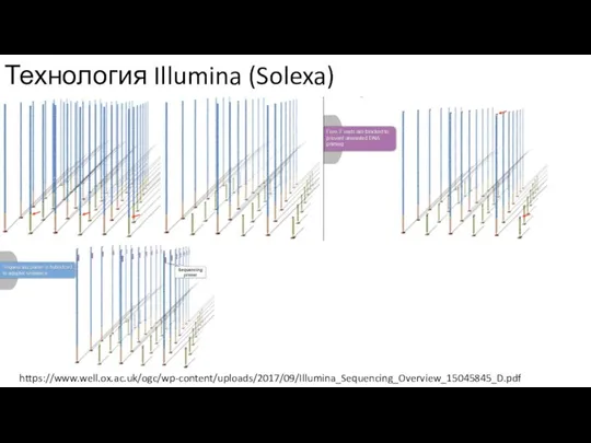Технология Illumina (Solexa) https://www.well.ox.ac.uk/ogc/wp-content/uploads/2017/09/Illumina_Sequencing_Overview_15045845_D.pdf
