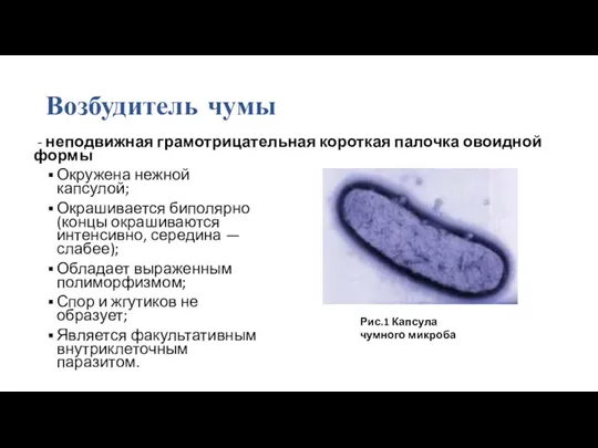 Возбудитель чумы - неподвижная грамотрицательная короткая палочка овоидной формы Окружена нежной капсулой;