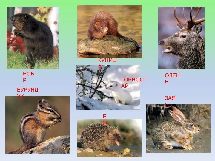 БУРУНДУК ГОРНОСТАЙ ОЛЕНЬ ЗАЯЦ ЁЖ БОБР КУНИЦА