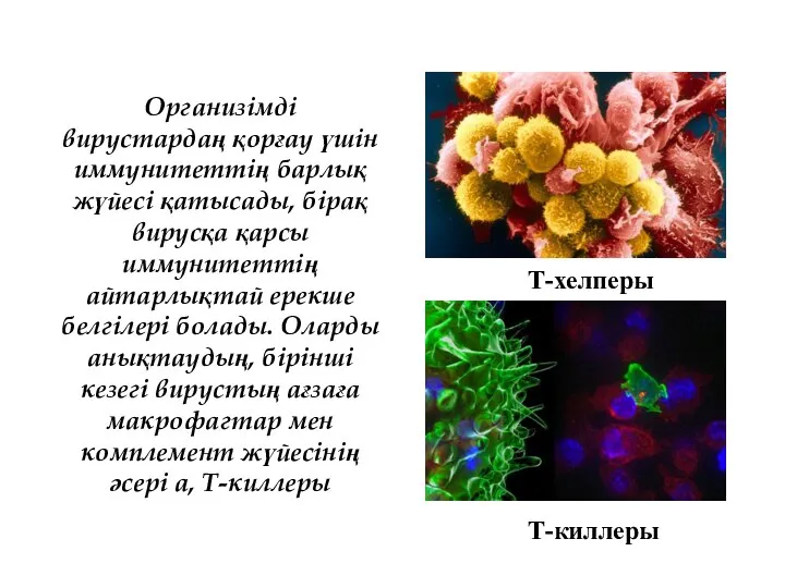 Организімді вирустардаң қорғау үшін иммунитеттің барлық жүйесі қатысады, бірақ вирусқа қарсы иммунитеттің