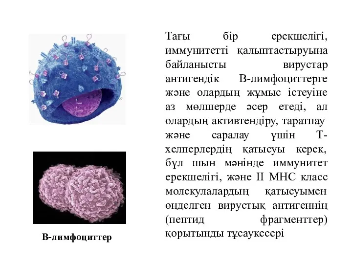 Тағы бір ерекшелігі, иммунитетті қалыптастыруына байланысты вирустар антигендік В-лимфоциттерге және олардың жұмыс