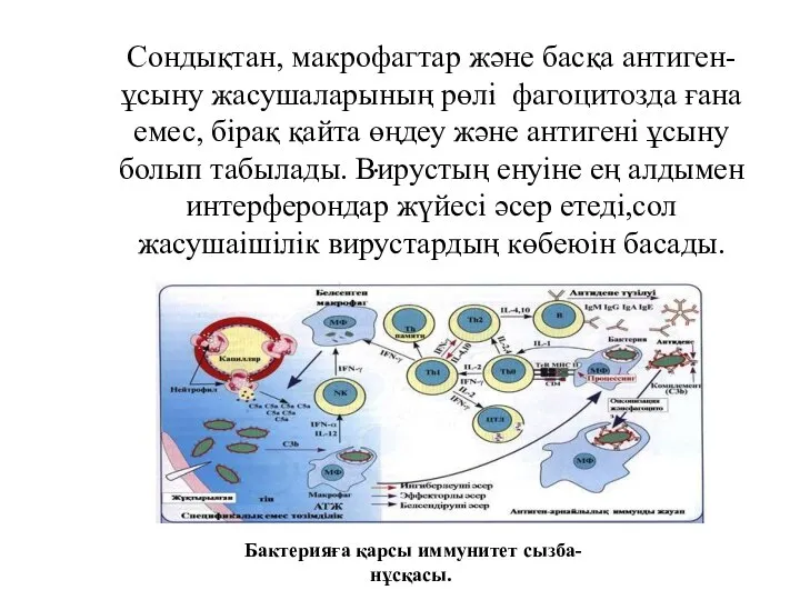 . Бактерияға қарсы иммунитет сызба-нұсқасы. Сондықтан, макрофагтар және басқа антиген-ұсыну жасушаларының рөлі