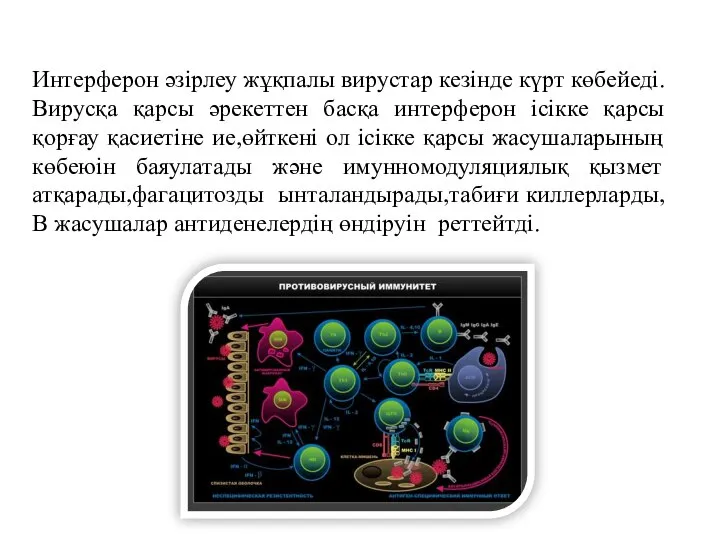 Интерферон әзірлеу жұқпалы вирустар кезінде күрт көбейеді.Вирусқа қарсы әрекеттен басқа интерферон ісікке