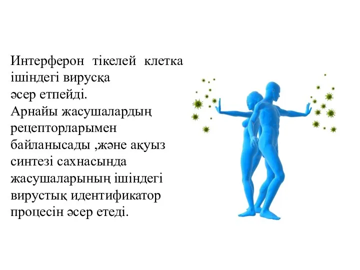 Интерферон тікелей клетка ішіндегі вирусқа әсер етпейді. Арнайы жасушалардың рецепторларымен байланысады ,және