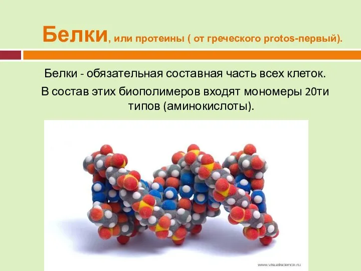 Белки - обязательная составная часть всех клеток. В состав этих биополимеров входят