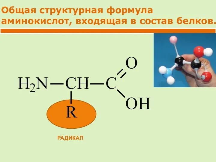 Общая структурная формула аминокислот, входящая в состав белков. РАДИКАЛ