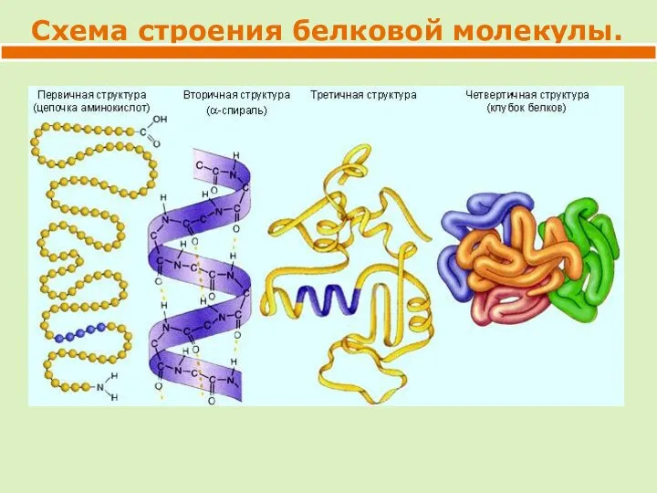 Схема строения белковой молекулы.