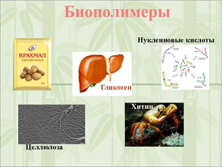 Биополимеры Целлюлоза Хитин Нуклеиновые кислоты Гликоген
