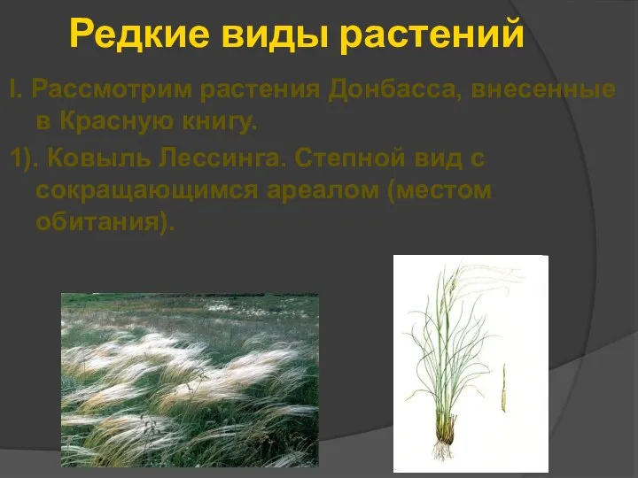Редкие виды растений І. Рассмотрим растения Донбасса, внесенные в Красную книгу. 1).