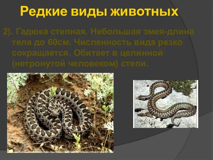 Редкие виды животных 2). Гадюка степная. Небольшая змея-длина тела до 60см. Численность