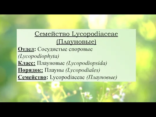 Семейство Lycopodiaceae (Плауновые) Отдел: Сосудистые споровые (Lycopodiophyta) Класс: Плауновые (Lycopodiopsida) Порядок: Плауны (Lycopodiales) Семейство: Lycopodiaceae (Плауновые)