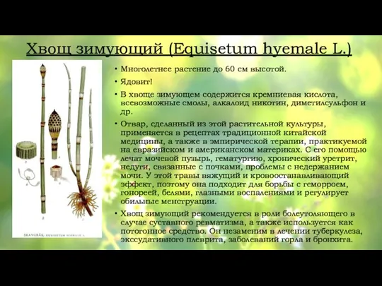 Хвощ зимующий (Equisetum hyemale L.) Многолетнее растение до 60 см высотой. Ядовит!