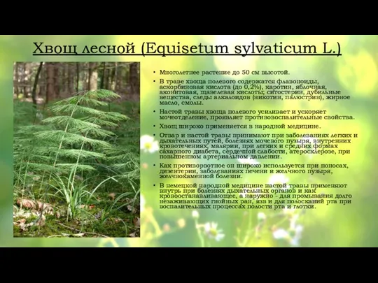 Хвощ лесной (Equisetum sylvaticum L.) Многолетнее растение до 50 см высотой. В