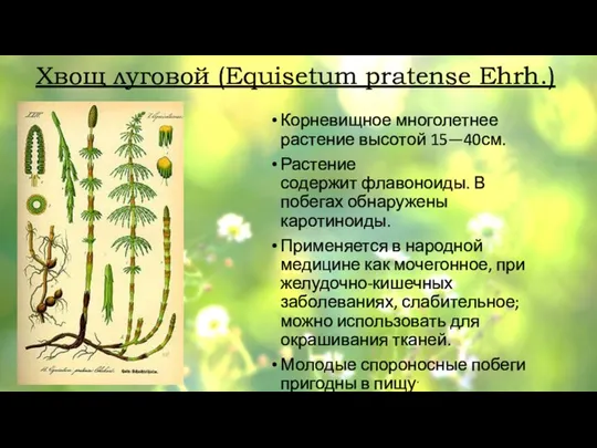 Хвощ луговой (Equisetum pratense Ehrh.) Корневищное многолетнее растение высотой 15—40см. Растение содержит