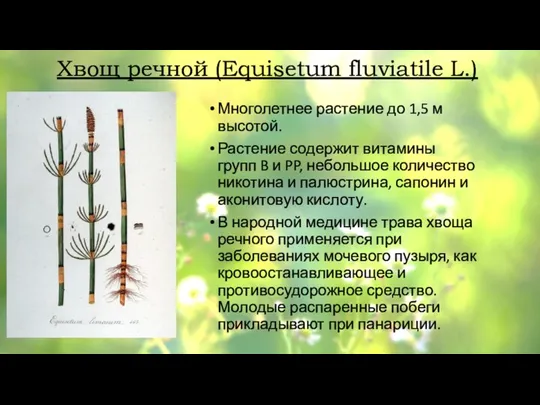 Хвощ речной (Equisetum fluviatile L.) Многолетнее растение до 1,5 м высотой. Растение