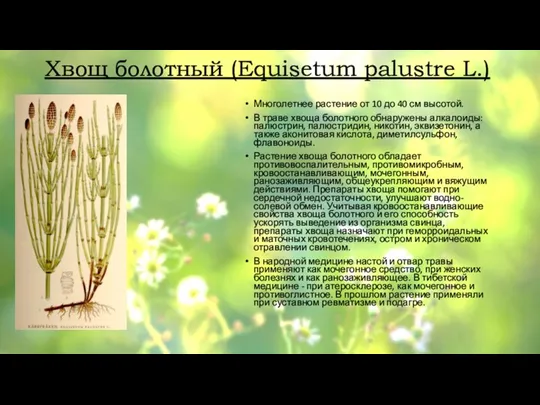Хвощ болотный (Equisetum palustre L.) Многолетнее растение от 10 до 40 см