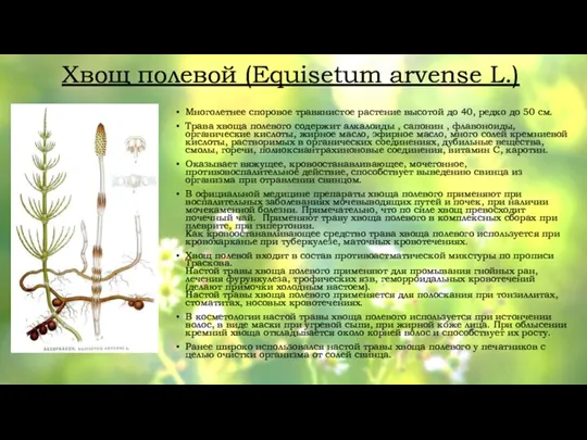 Хвощ полевой (Equisetum arvense L.) Многолетнее споровое травянистое растение высотой до 40,