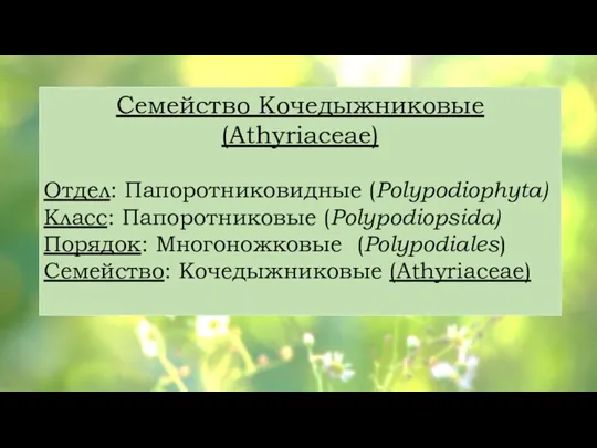 Семейство Кочедыжниковые (Athyriaceae) Отдел: Папоротниковидные (Polypodiоphyta) Класс: Папоротниковые (Polypodiоpsida) Порядок: Многоножковые (Polypodiales) Семейство: Кочедыжниковые (Athyriaceae)