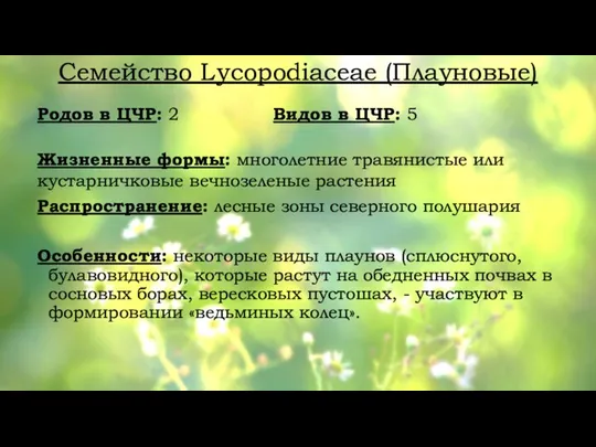 Семейство Lycopodiaceae (Плауновые) Родов в ЦЧР: 2 Видов в ЦЧР: 5 Жизненные