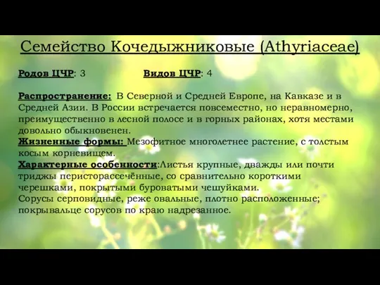 Семейство Кочедыжниковые (Athyriaceae) Родов ЦЧР: 3 Видов ЦЧР: 4 Распространение: В Северной