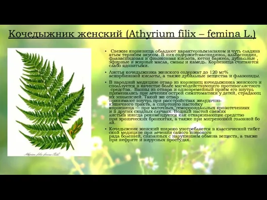 Кочедыжник женский (Athyrium filix – femina L.) Свежие корневища обладают характернымзапахом и