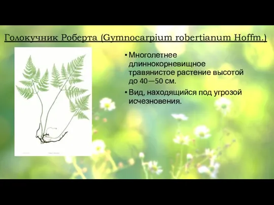 Голокучник Роберта (Gymnocarpium robertianum Hoffm.) Многолетнее длиннокорневищное травянистое растение высотой до 40—50