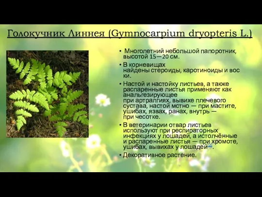 Голокучник Линнея (Gymnocarpium dryopteris L.) Многолетний небольшой папоротник, высотой 15—20 см. В