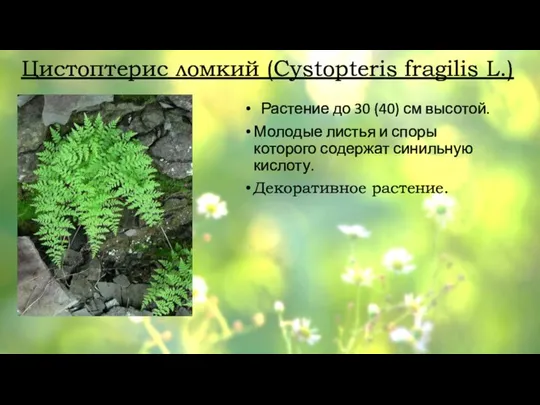 Цистоптерис ломкий (Cystopteris fragilis L.) Растение до 30 (40) см высотой. Молодые