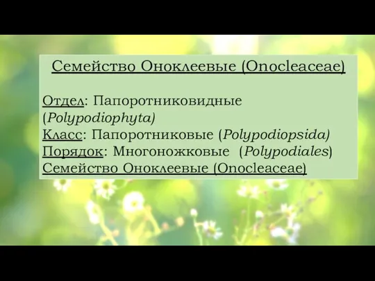 Семейство Оноклеевые (Onocleaceae) Отдел: Папоротниковидные (Polypodiоphyta) Класс: Папоротниковые (Polypodiоpsida) Порядок: Многоножковые (Polypodiales) Семейство Оноклеевые (Onocleaceae)