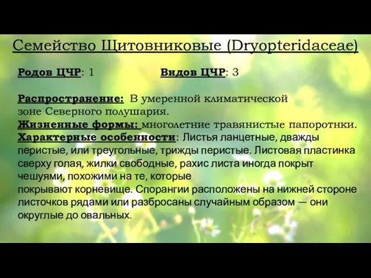 Семейство Щитовниковые (Dryopteridaceae) Родов ЦЧР: 1 Видов ЦЧР: 3 Распространение: В умеренной