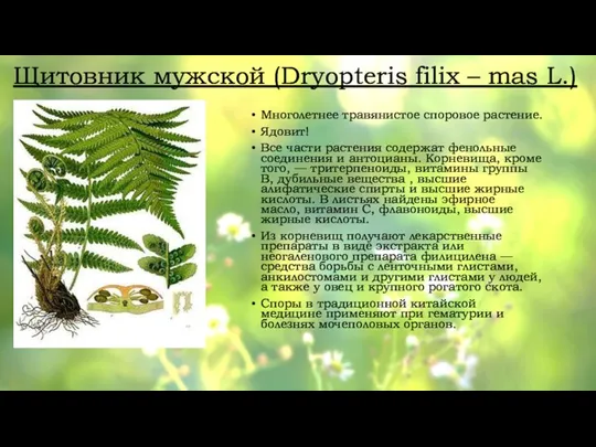 Щитовник мужской (Dryopteris filix – mas L.) Многолетнее травянистое споровое растение. Ядовит!