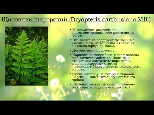 Щитовник шартрский (Dryopteris carthusiana Vill.) Многолетнее розеточное наземное травянистое растение до 80