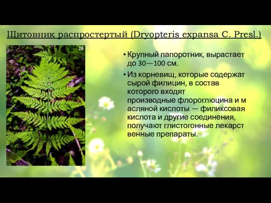 Щитовник распростертый (Dryopteris expansa C. Presl.) Крупный папоротник, вырастает до 30—100 см.