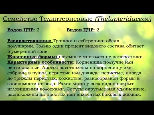 Семейство Телиптерисовые (Thelypteridaceae) Родов ЦЧР: 2 Видов ЦЧР: 2 Распространение: Тропики и