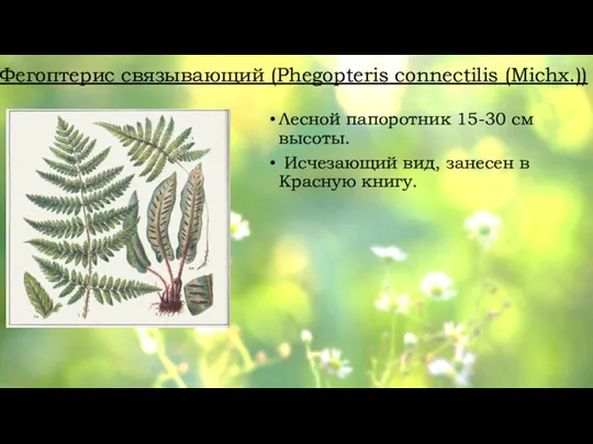 Фегоптерис связывающий (Phegopteris connectilis (Michx.)) Лесной папоротник 15-30 см высоты. Исчезающий вид, занесен в Красную книгу.