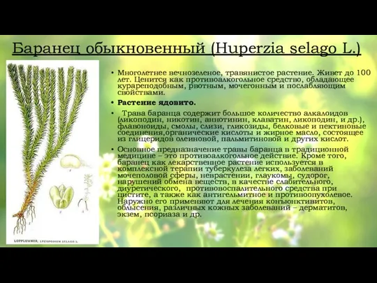 Баранец обыкновенный (Huperzia selago L.) Многолетнее вечнозеленое, травянистое растение. Живет до 100