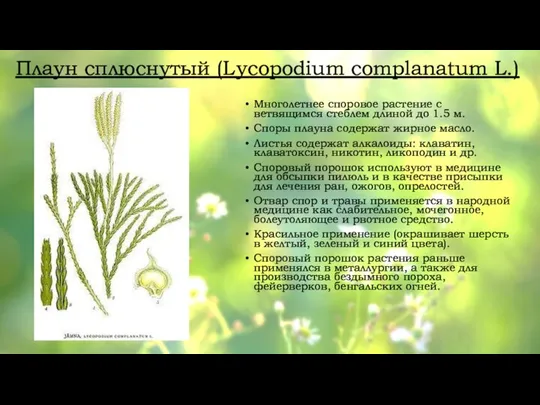 Плаун сплюснутый (Lycopodium complanatum L.) Многолетнее споровое растение с ветвящимся стеблем длиной