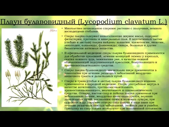 Плаун булавовидный (Lycopodium clavatum L.) Многолетнее вечнозеленое споровое растение с ползучими, немного
