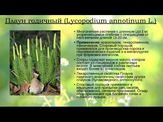 Плаун годичный (Lycopodium annotinum L.) Многолетнее растение с длинным (до 2 м)