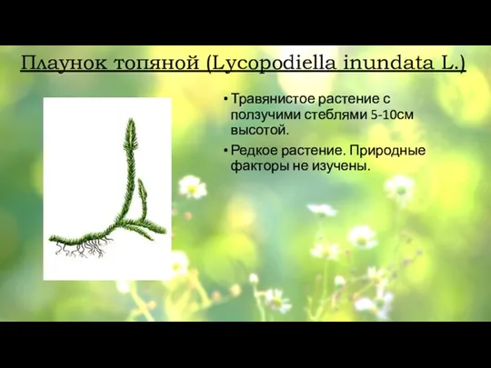 Плаунок топяной (Lycopodiella inundata L.) Травянистое растение с ползучими стеблями 5-10см высотой.