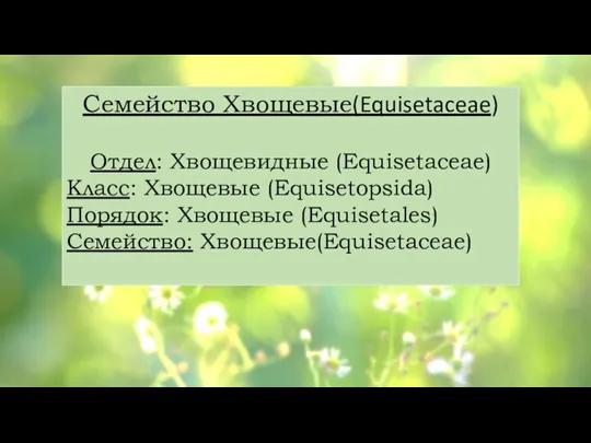 Семейство Хвощевые(Equisetaceae) Отдел: Хвощевидные (Equisetaceae) Класс: Хвощевые (Equisetopsida) Порядок: Хвощевые (Equisetales) Семейство: Хвощевые(Equisetaceae)